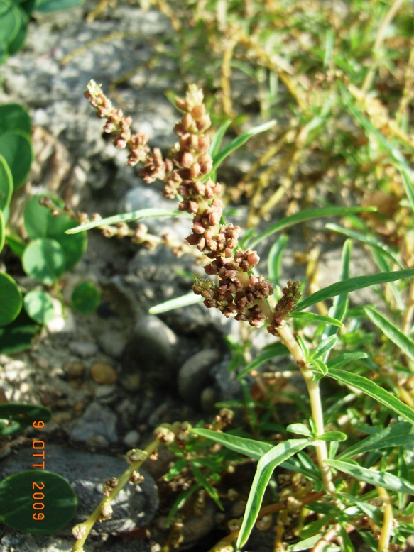 Amaranthus muricatus / Amaranto muricato